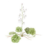 Saxifraga stolonifera